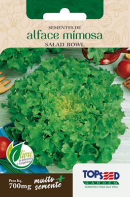 Semente Horta Alface Mimosa Salada Bowl