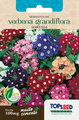 Semente Flor Verbena Grandiflor, Sortida