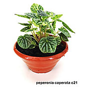 Peperomia Caperata C/3