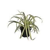 Planta clorophito m5p