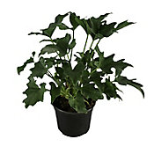 Planta philodendron sellum