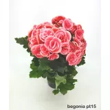 Begonia Pote 15
