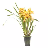 Orquídea Cymbidium Pote 15