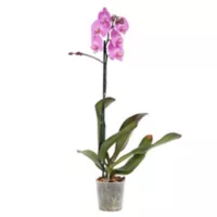 Orquídea Phalaenopsis Pote 12