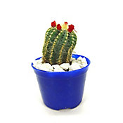 Cactus Enxertado Pote 07