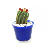 Cactus Enxertado Pote 07