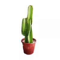 Cactus Mandacaru, 80cm
