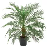 Palmeira Phoenix Pote 30