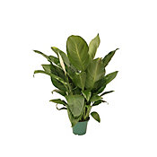 Spathiphyllum Lrio da Paz Pote 14