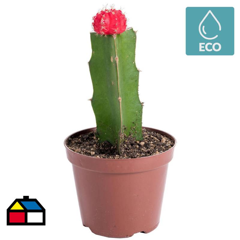FEROXCACTUS - Cactus injertado 0,15 CT 8