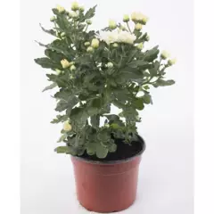 VIVEROS HIJUELAS - Crisantemo blanco 0,2 m