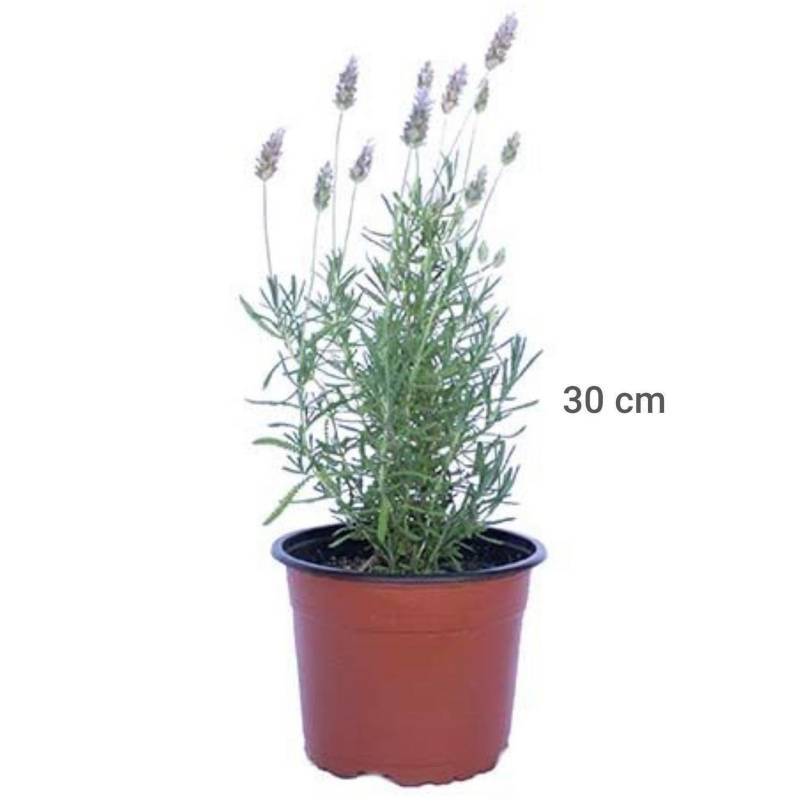 Lavanda stoe madrid 0,30 m | Sodimac Chile