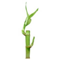 FLORACENTER - Lucky bamboo recto 0,2 m