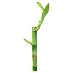 FLORACENTER - Lucky bamboo recto 0,3 m