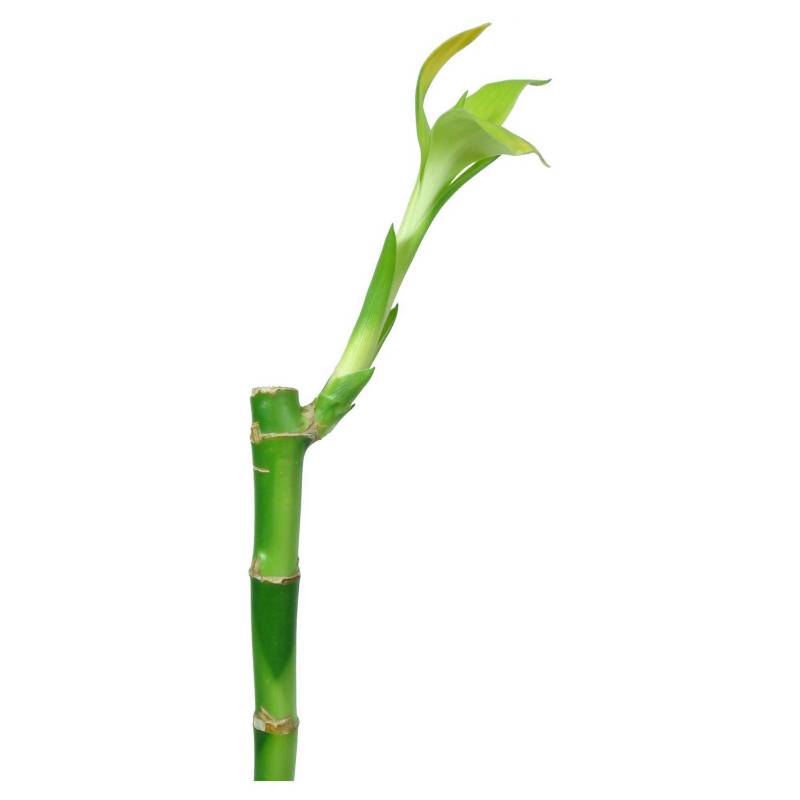 FLORACENTER - Lucky bamboo recto 0,4 m