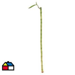 FLORACENTER - Lucky bamboo recto 0,55 m