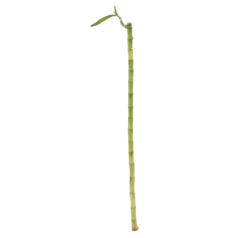 FLORACENTER - Lucky bamboo recto 0,55 m
