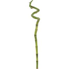FLORACENTER - Lucky bamboo en S 0,45 m
