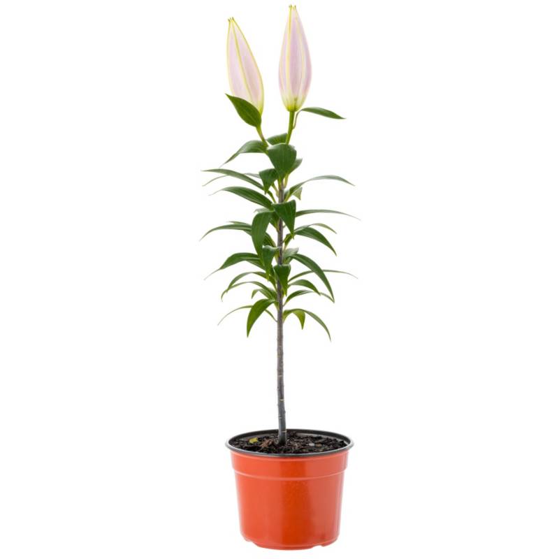 Lilium oriental 0,30 m | Sodimac Chile