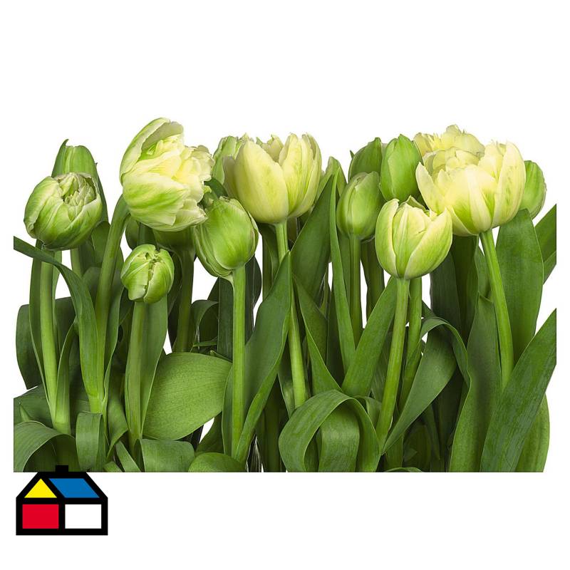 KOMAR - Fotomural Tulipán 368x254 cm