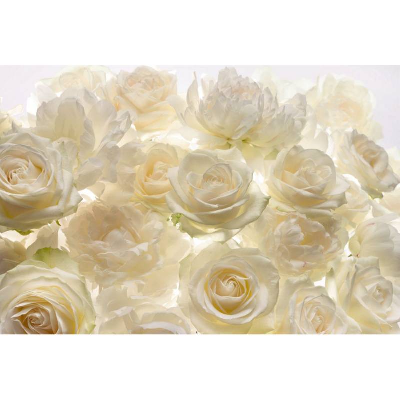 KOMAR - Fotomural Rosas blanca 3,68x2,48 m