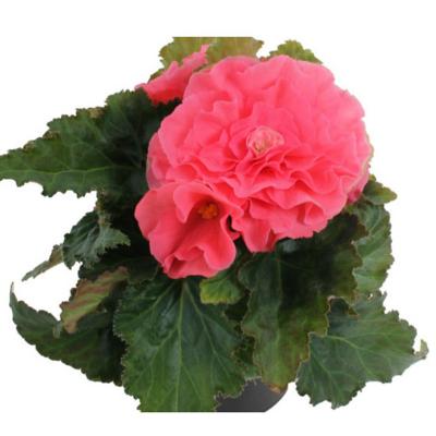 Begonia tuberosa 0,25 m | Sodimac Chile