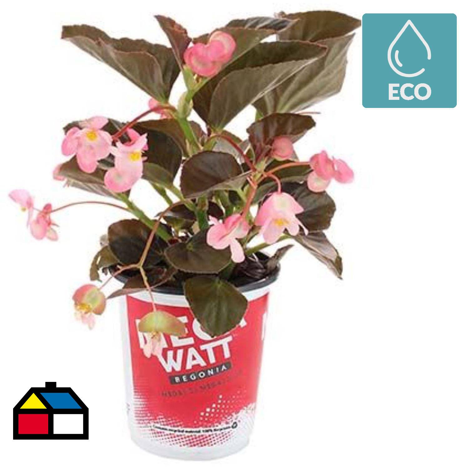 Begonia Megawatt 0,3m CT15 | Sodimac Chile