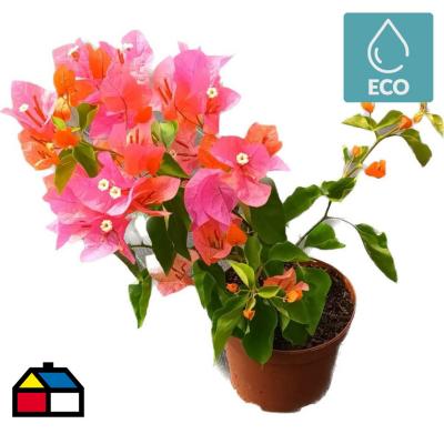 Bougainvillea 0,20 m | Sodimac Chile