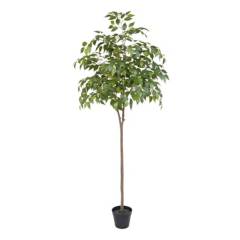 JUST HOME COLLECTION - Planta artificial mini Ficus 160 cm