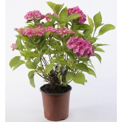 Hortensia 0,30 m | Sodimac Chile