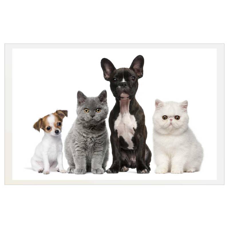  - Cuadro dogs & cats marco blanco 50x70 cm