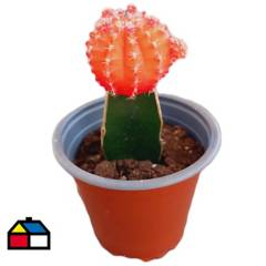 FAMILY GARDEN VIVERO - Cactus injertado 9 cm CT11