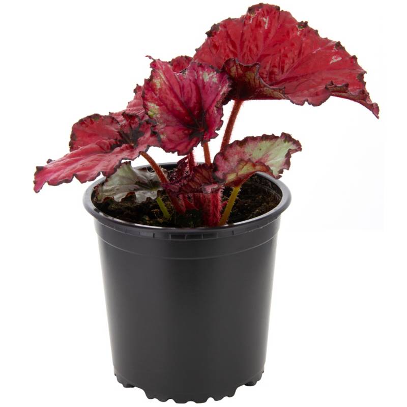 Begonia Rex 10 cm CT13 | Sodimac Chile