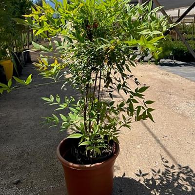 Nandina 1,2 mt CT45 | Sodimac Chile