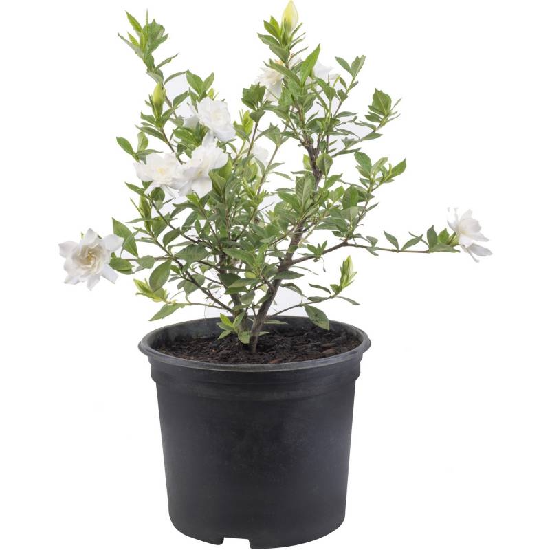 Gardenia jasminoides 0,2 m | Sodimac Chile