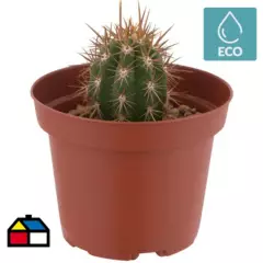 FEROXCACTUS - Cactus grande 0,05 m