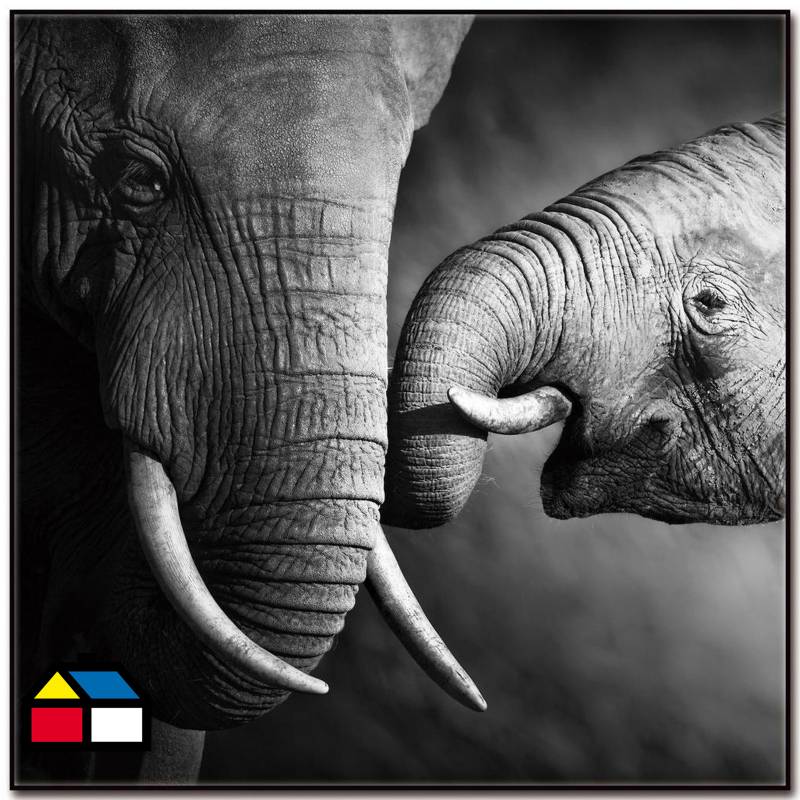 HOMY - Cuadro acrílico elefantes 3 50x50 cm