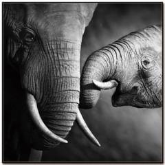 HOMY - Cuadro acrílico elefantes 3 50x50 cm