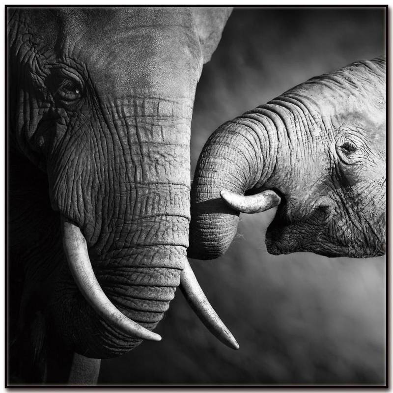 HOMY - Cuadro acrílico elefantes 3 50x50 cm.