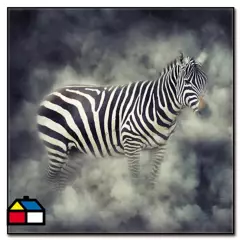HOMY - Cuadro acrílico zebra 2 50x50 cm