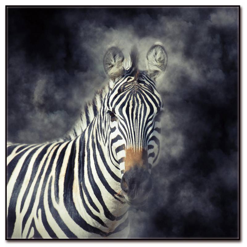 HOMY - Cuadro acrílico zebra 1 50x50 cm.