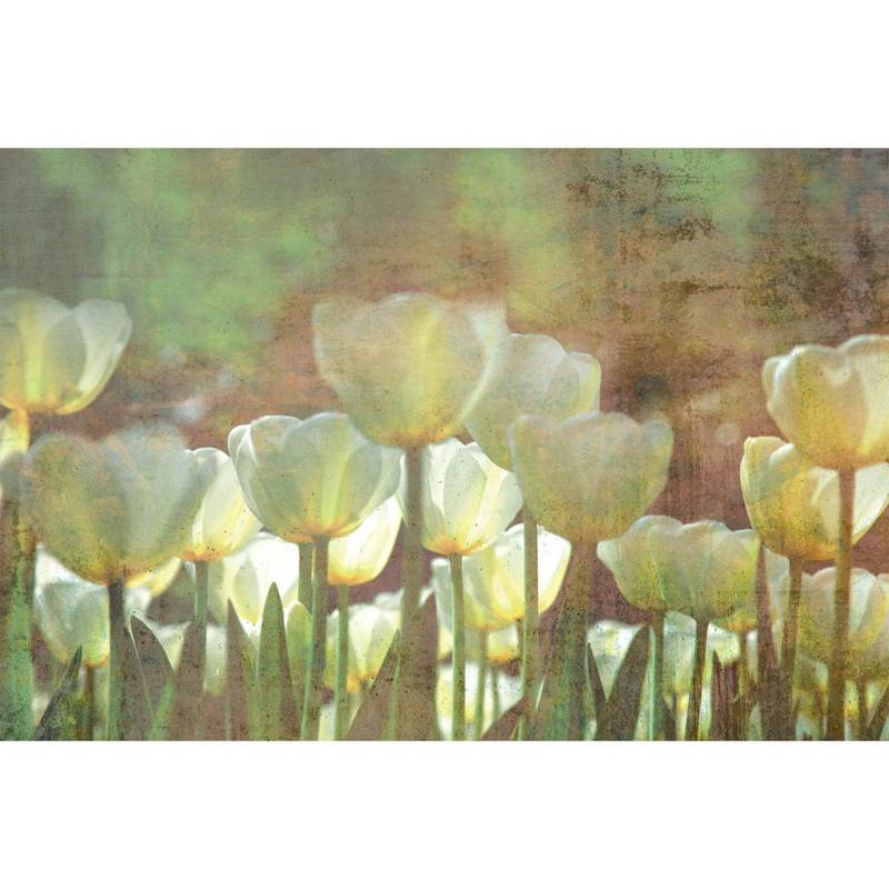  - Fotomural tulipán blanco