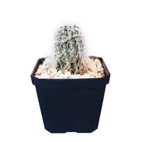 Plantas cactus viejito