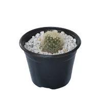 Planta cactus mammilliaria bocasana