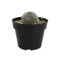 Planta cactus mammilliaria plumosa