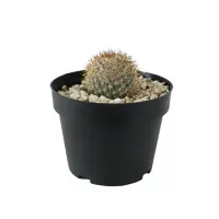 Planta cactus mammillaria pringlei