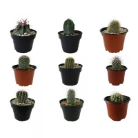 Planta cactus varios m4"
