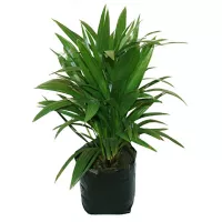 Planta palma estrella b08