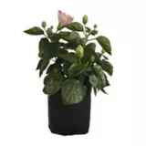 Planta tulipan b04