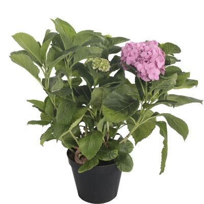 Planta Hortensia M10 